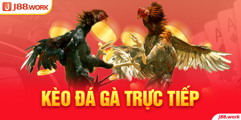 Kèo đá gà trực tiếp - ưu điểm và tổng hợp những mẹo cược hay