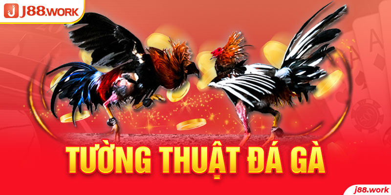Tường Thuật Đá Gà Và Những Thông Tin Liên Quan